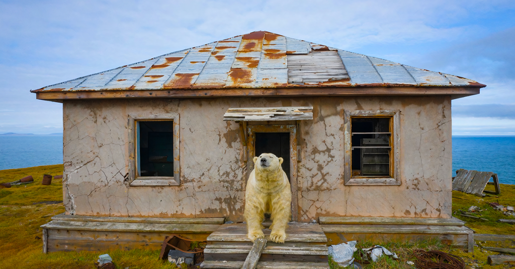 นักสำรวจพบ “หมู่บ้านร้าง” ใน Arctic Circle ที่ชาวบ้านไม่ใช่มนุษย์-แต่เป็น “แก๊งหมีขั้วโลก”