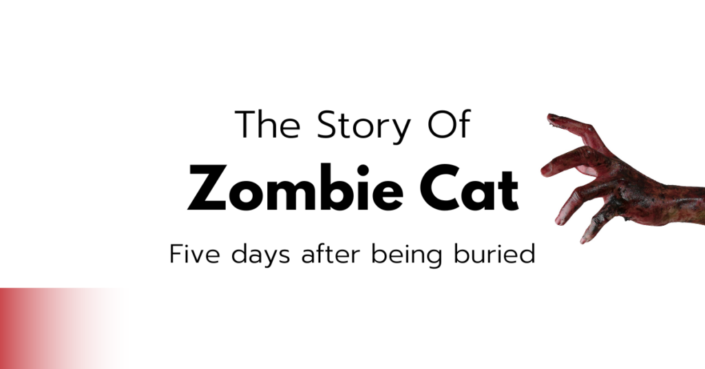 Five days after being buried, a “zombie cat” was discovered to be alive.