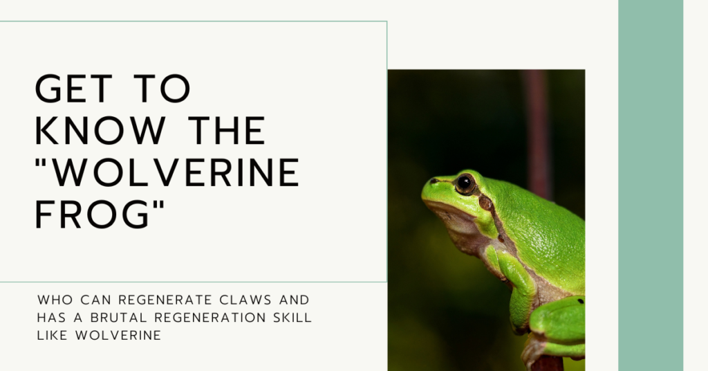 Get to know the “Wolverine Frog” who can regenerate claws and has a brutal regeneration skill like Wolverine