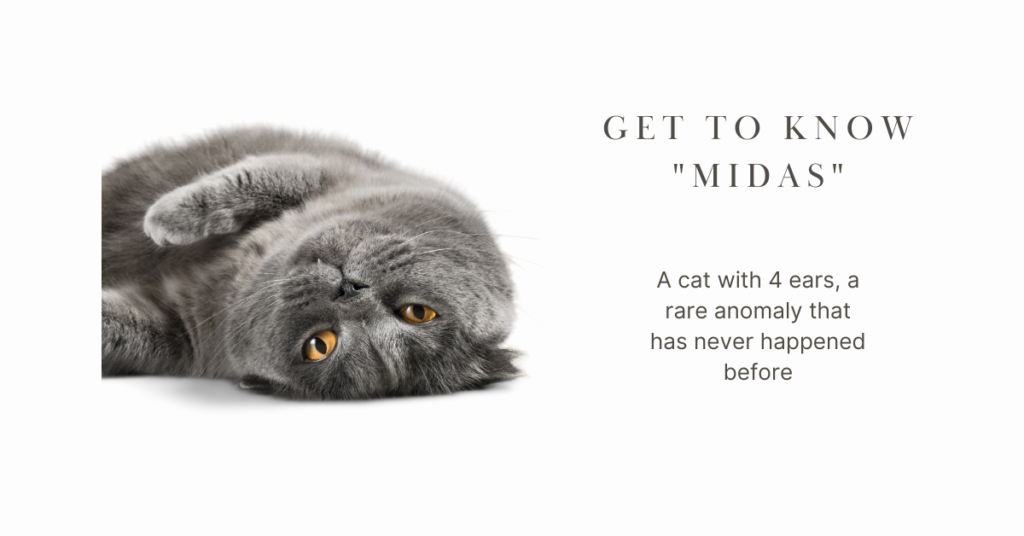 Get to know “Midas”, a cat with 4 ears, a rare anomaly that has never happened before