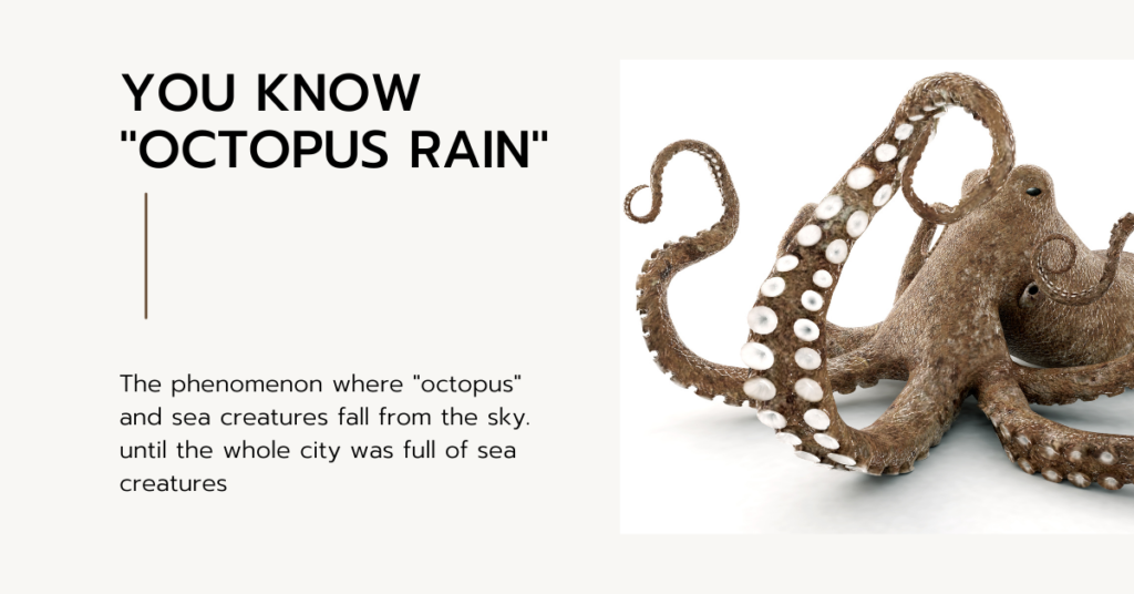 You know “Octopus rain”, a phenomenon where “octopus” and sea creatures fall from the sky. until the whole city was full of sea creatures