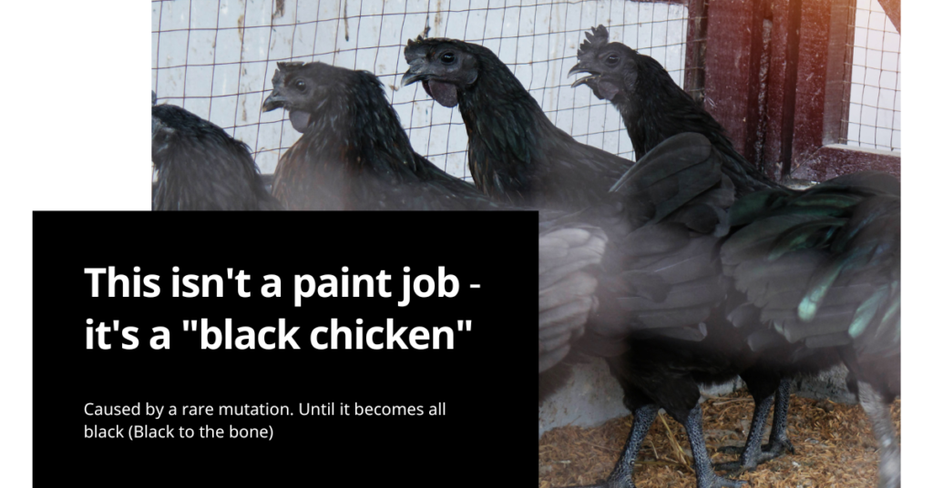 This isn’t a paint job – it’s a “black chicken” caused by a rare mutation. until it becomes all black (Black to the bone)